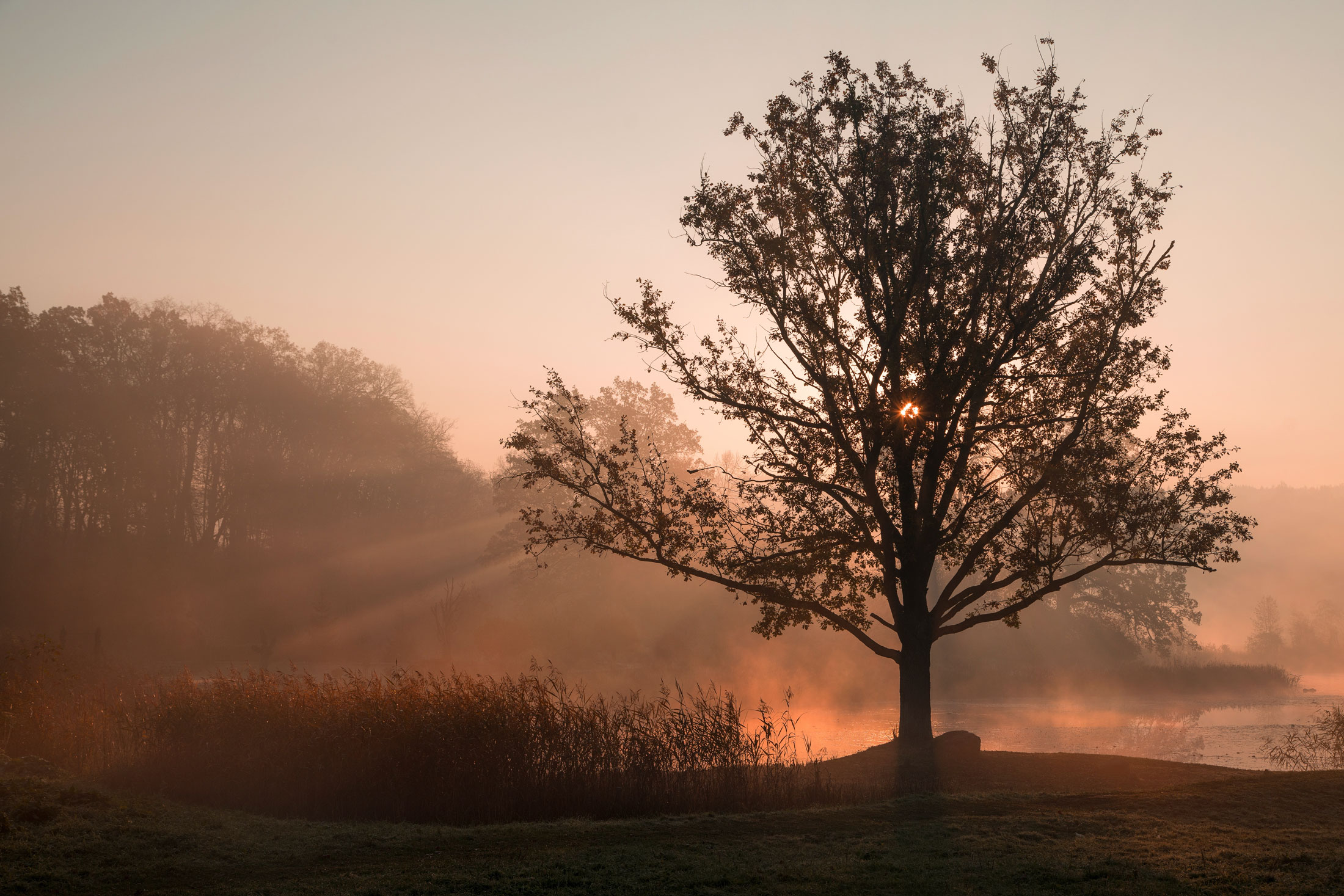 Baum Sonnenaufgang